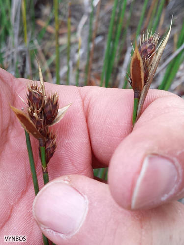 Hypodiscus alboaristatus (Hypodiscus alboaristatus)