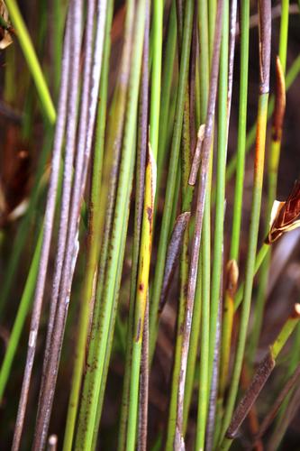 Hypodiscus alboaristatus (Hypodiscus alboaristatus)