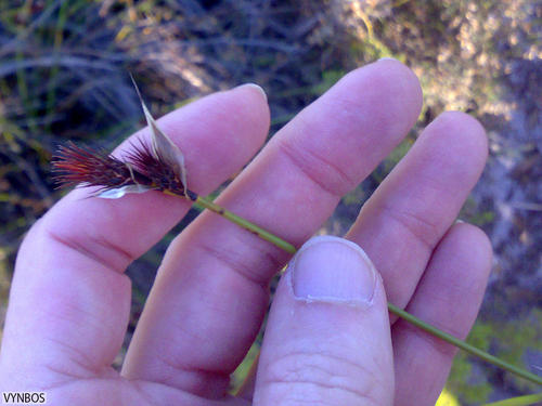 Hypodiscus alboaristatus (Hypodiscus alboaristatus)