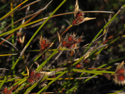 Hypodiscus alboaristatus (Hypodiscus alboaristatus)