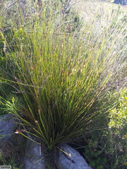 Hypodiscus alboaristatus (Hypodiscus alboaristatus)
