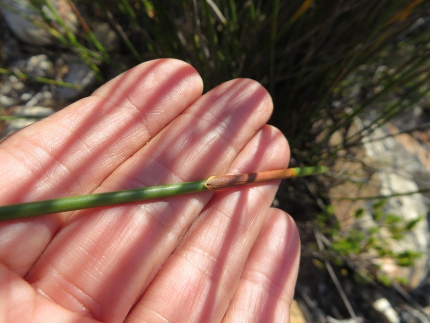 Hypodiscus alboaristatus (Hypodiscus alboaristatus)