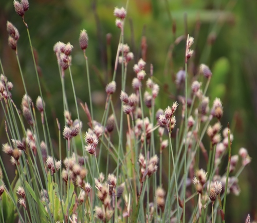 Hypodiscus alboaristatus (Hypodiscus alboaristatus)