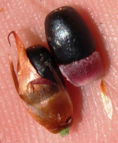 Hypodiscus argenteus (Hypodiscus argenteus)