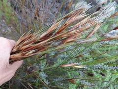 Hypodiscus argenteus (Hypodiscus argenteus)