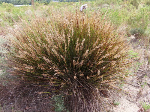 Hypodiscus argenteus (Hypodiscus argenteus)