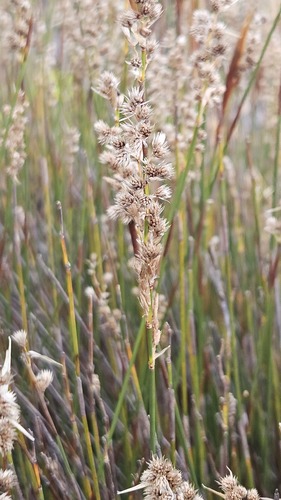 Hypodiscus argenteus (Hypodiscus argenteus)