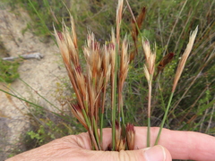 Hypodiscus argenteus (Hypodiscus argenteus)