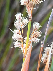 Hypodiscus argenteus (Hypodiscus argenteus)