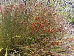 Hypodiscus argenteus (Hypodiscus argenteus)