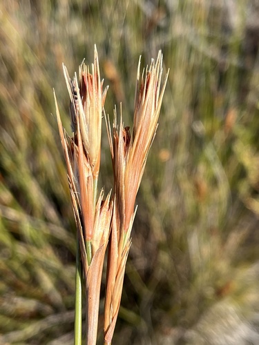 Hypodiscus argenteus (Hypodiscus argenteus)