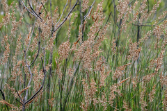 Hypodiscus argenteus (Hypodiscus argenteus)