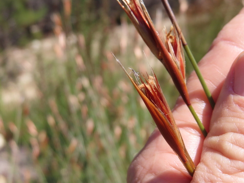 Hypodiscus argenteus (Hypodiscus argenteus)