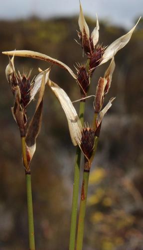 Hypodiscus aristatus (Hypodiscus aristatus)