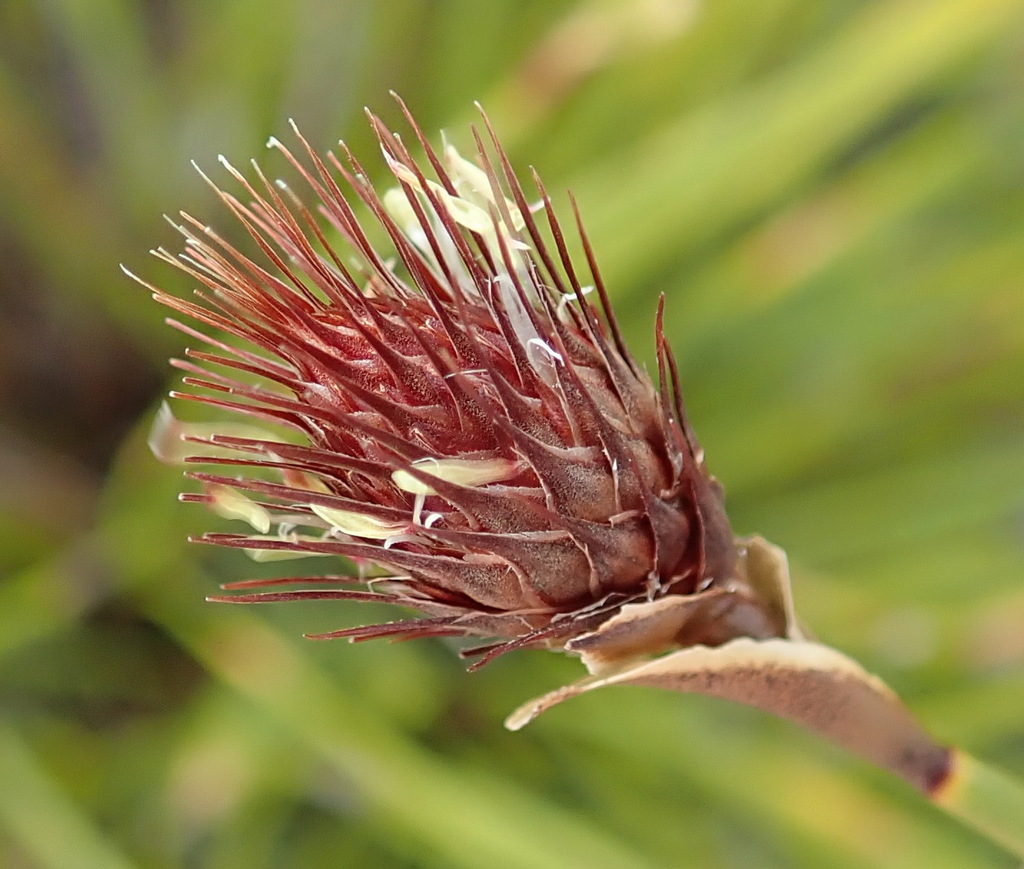 Hypodiscus aristatus (Hypodiscus aristatus)