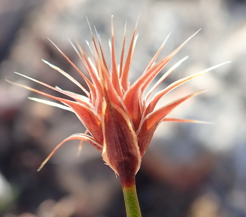 Hypodiscus aristatus (Hypodiscus aristatus)