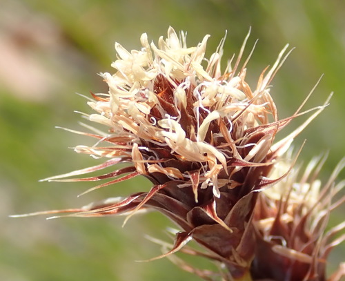 Hypodiscus aristatus (Hypodiscus aristatus)