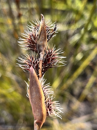 Hypodiscus aristatus (Hypodiscus aristatus)