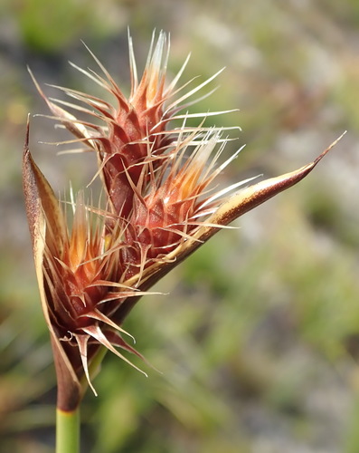 Hypodiscus aristatus (Hypodiscus aristatus)