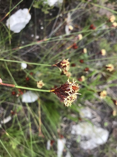 Hypodiscus aristatus (Hypodiscus aristatus)