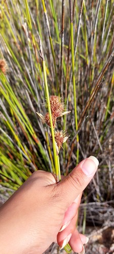 Hypodiscus aristatus (Hypodiscus aristatus)