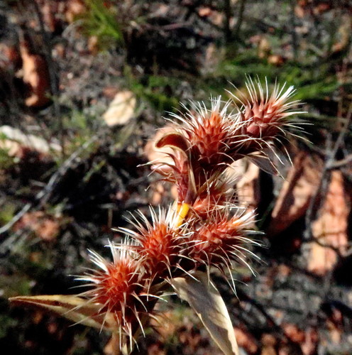 Hypodiscus aristatus (Hypodiscus aristatus)