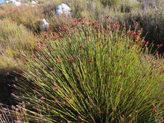 Hypodiscus aristatus (Hypodiscus aristatus)