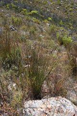 Hypodiscus laevigatus (Hypodiscus laevigatus)