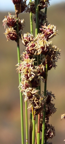 Hypodiscus laevigatus (Hypodiscus laevigatus)