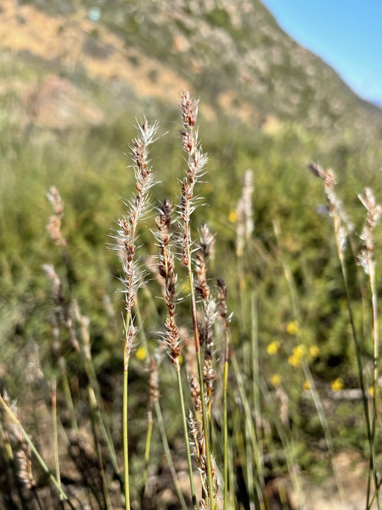 Hypodiscus neesii (Hypodiscus neesii)