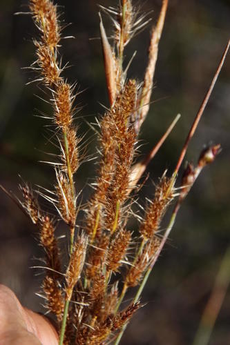 Hypodiscus neesii (Hypodiscus neesii)
