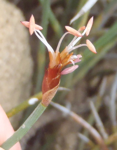 Hypodiscus procurrens (Hypodiscus procurrens)