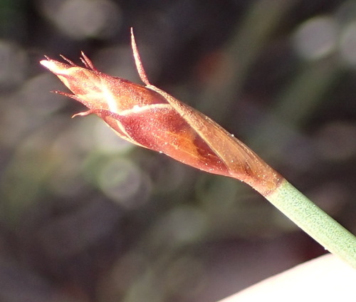 Hypodiscus procurrens (Hypodiscus procurrens)