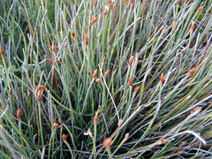 Hypodiscus procurrens (Hypodiscus procurrens)