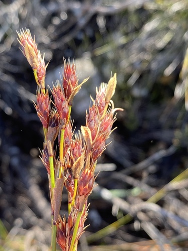 Hypodiscus synchroolepis (Hypodiscus synchroolepis)
