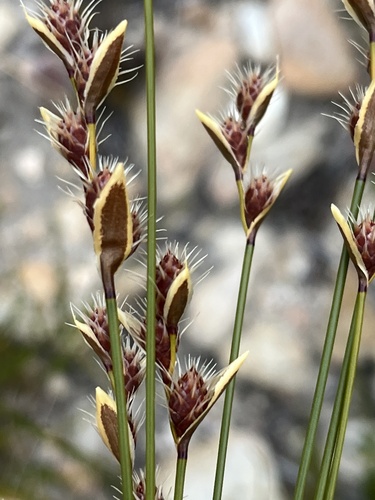 Hypodiscus synchroolepis (Hypodiscus synchroolepis)