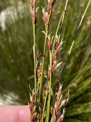 Hypodiscus synchroolepis (Hypodiscus synchroolepis)