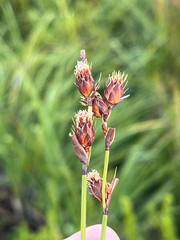 Hypodiscus synchroolepis (Hypodiscus synchroolepis)