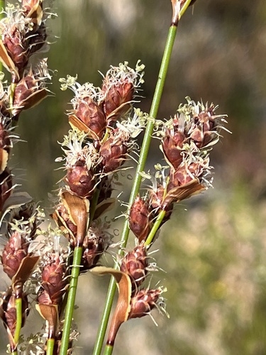 Hypodiscus synchroolepis (Hypodiscus synchroolepis)