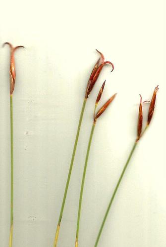 Hypodiscus synchroolepis (Hypodiscus synchroolepis)