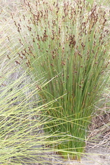 Hypodiscus synchroolepis (Hypodiscus synchroolepis)