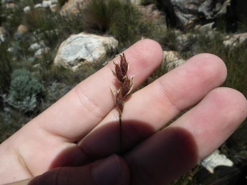 Hypodiscus synchroolepis (Hypodiscus synchroolepis)