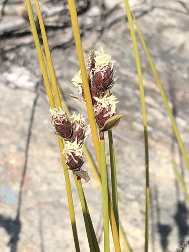 Hypodiscus synchroolepis (Hypodiscus synchroolepis)