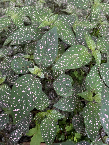 Polkadot-plant (Hypoestes phyllostachya)