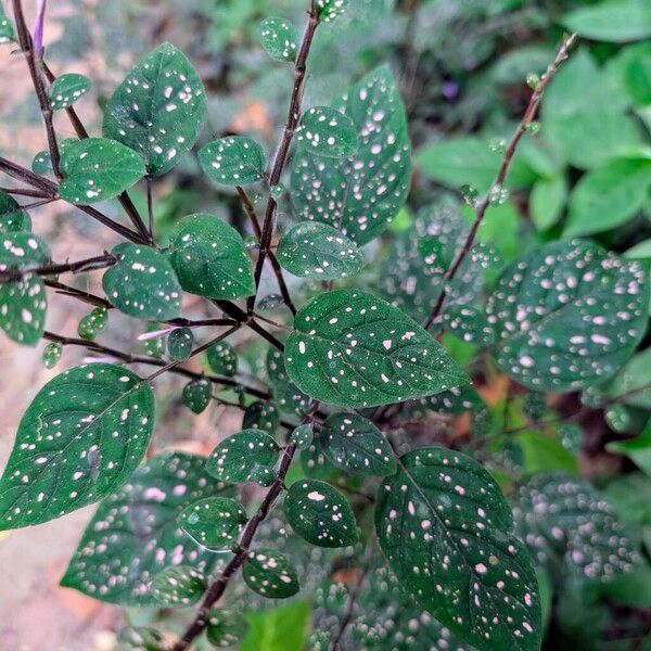 Polkadot-plant (Hypoestes phyllostachya)