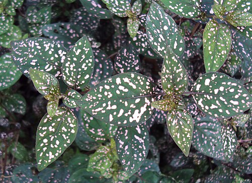 Polkadot-plant: Hypoestes phyllostachya - Polka Dot Plant