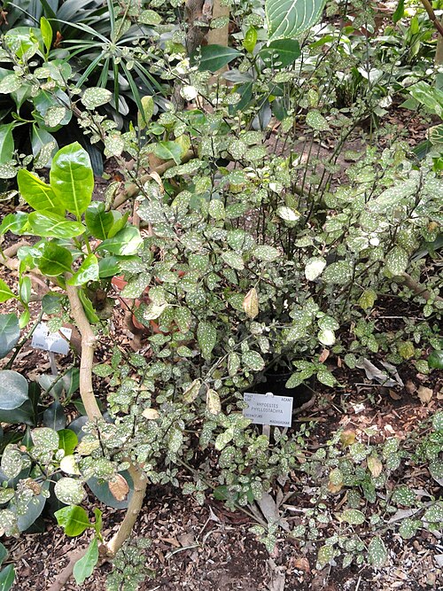 Polkadot-plant: Botanical specimen in the University of Copenhagen Botanical Garden, Copenhagen, Denmark.