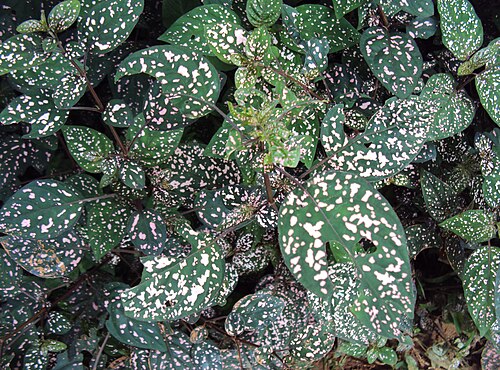 Polkadot-plant: Hypoestes phyllostachya - Polka Dot Plant