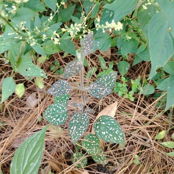 Polkadot-plant (Hypoestes phyllostachya)