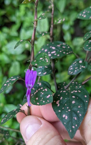Polkadot-plant (Hypoestes phyllostachya)